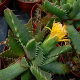 Faucaria longidens cf.